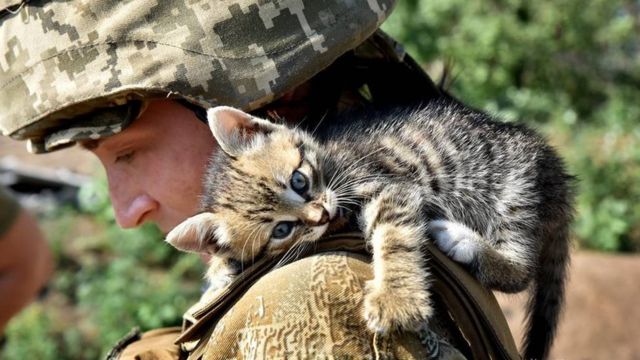 ЗСУ дбають про тварин на фронті / ілюстративне фото: Генеральний штаб ЗСУ